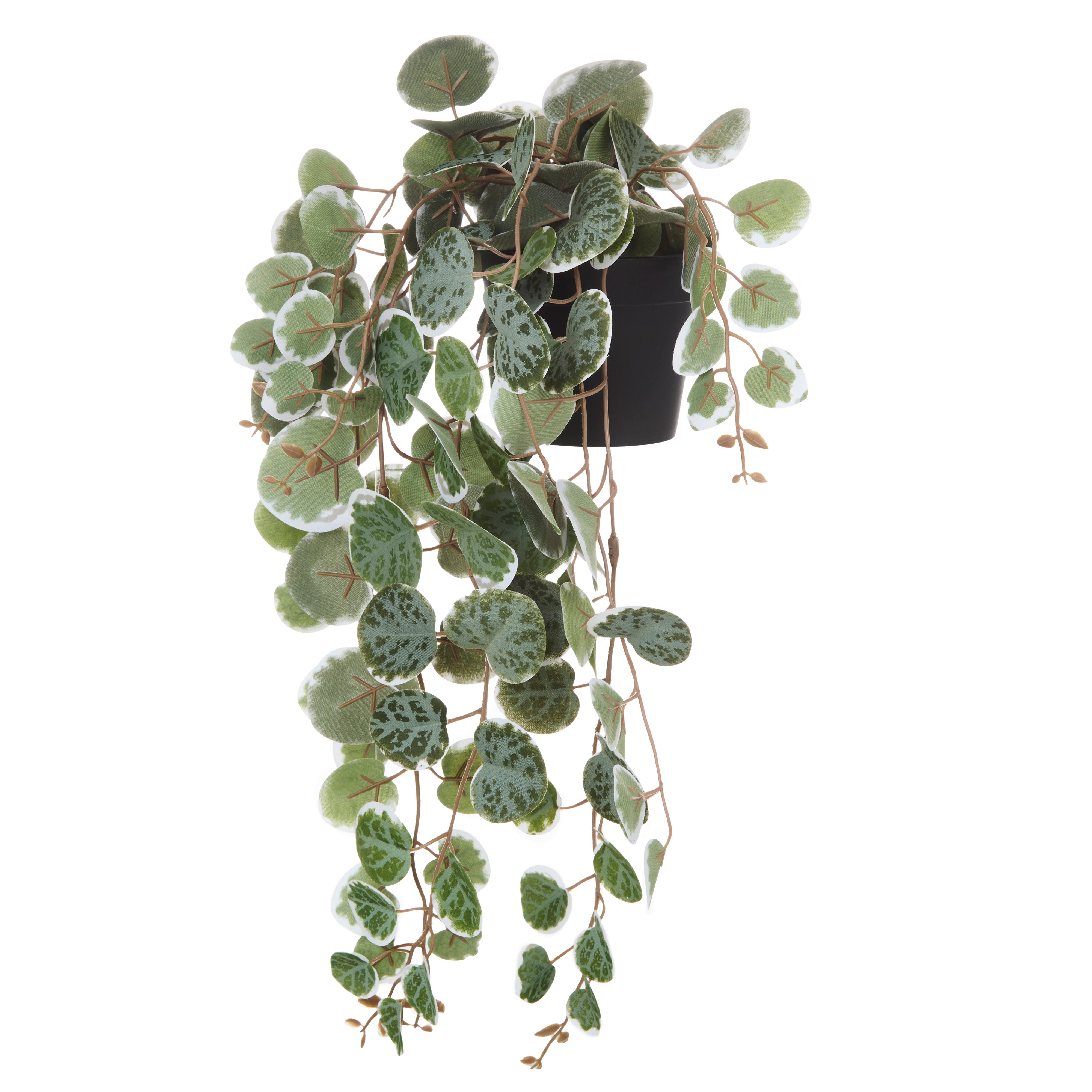 Rogue String of Hearts - Garden Pot