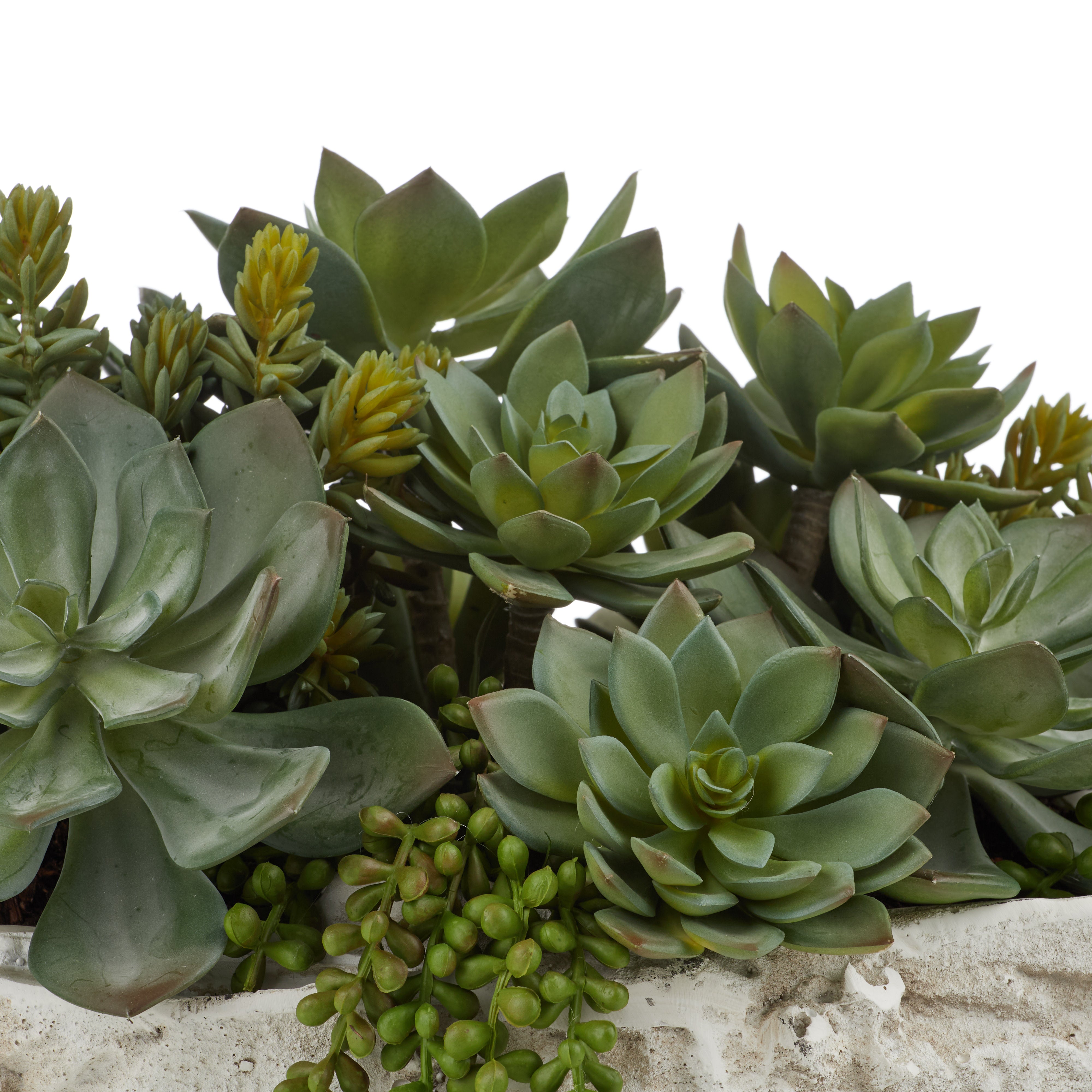 Rogue Succulent Mix - Seychelles Clam Vessel