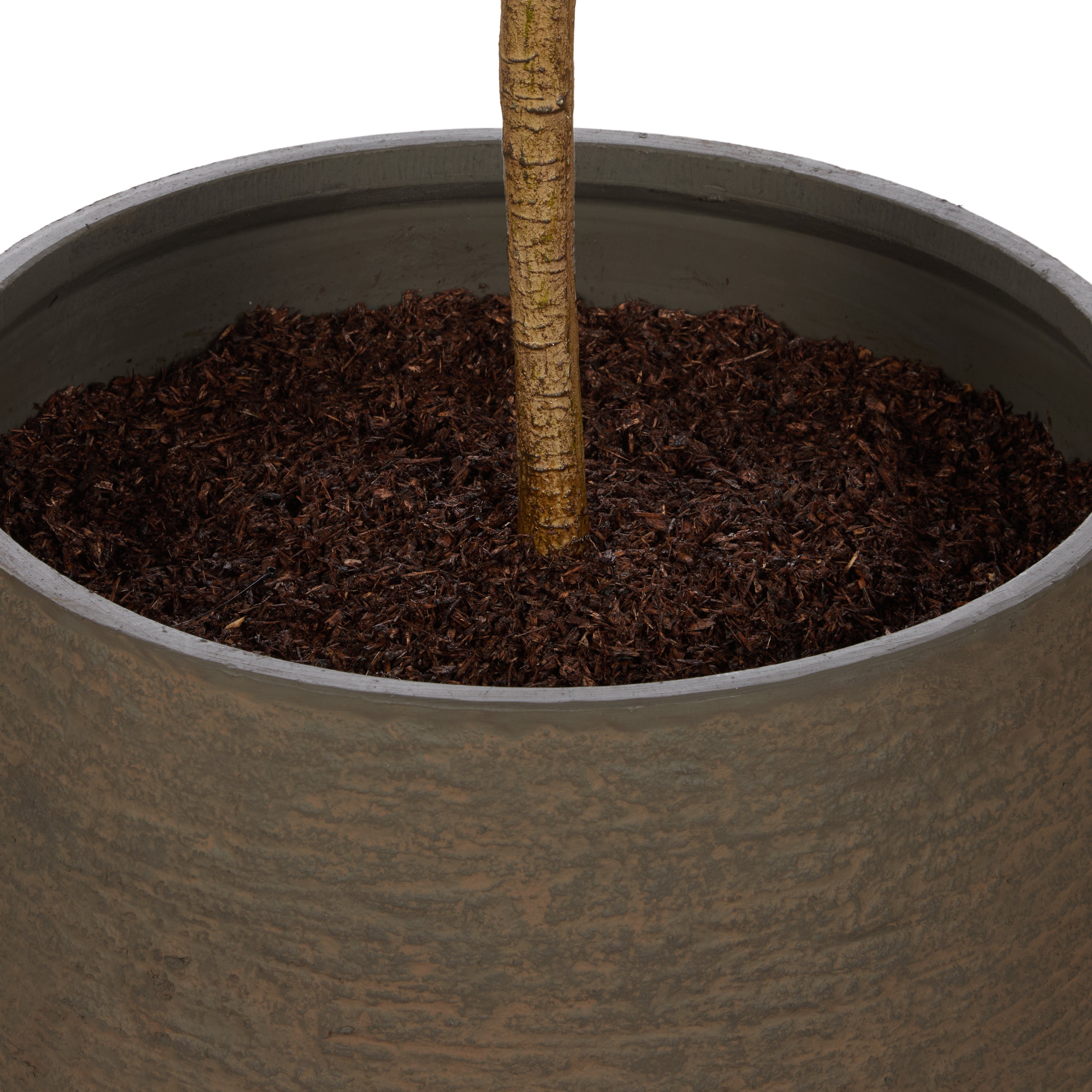 Rogue Olive Tree - Trillium Planter 197cm